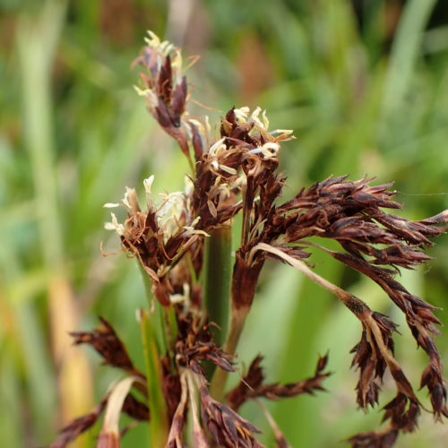 Machaerina sinclairii, a native New Zealand sedge, displays a cluster of dried, brown seed heads with sharp, pointed structures against a soft green blurred background.