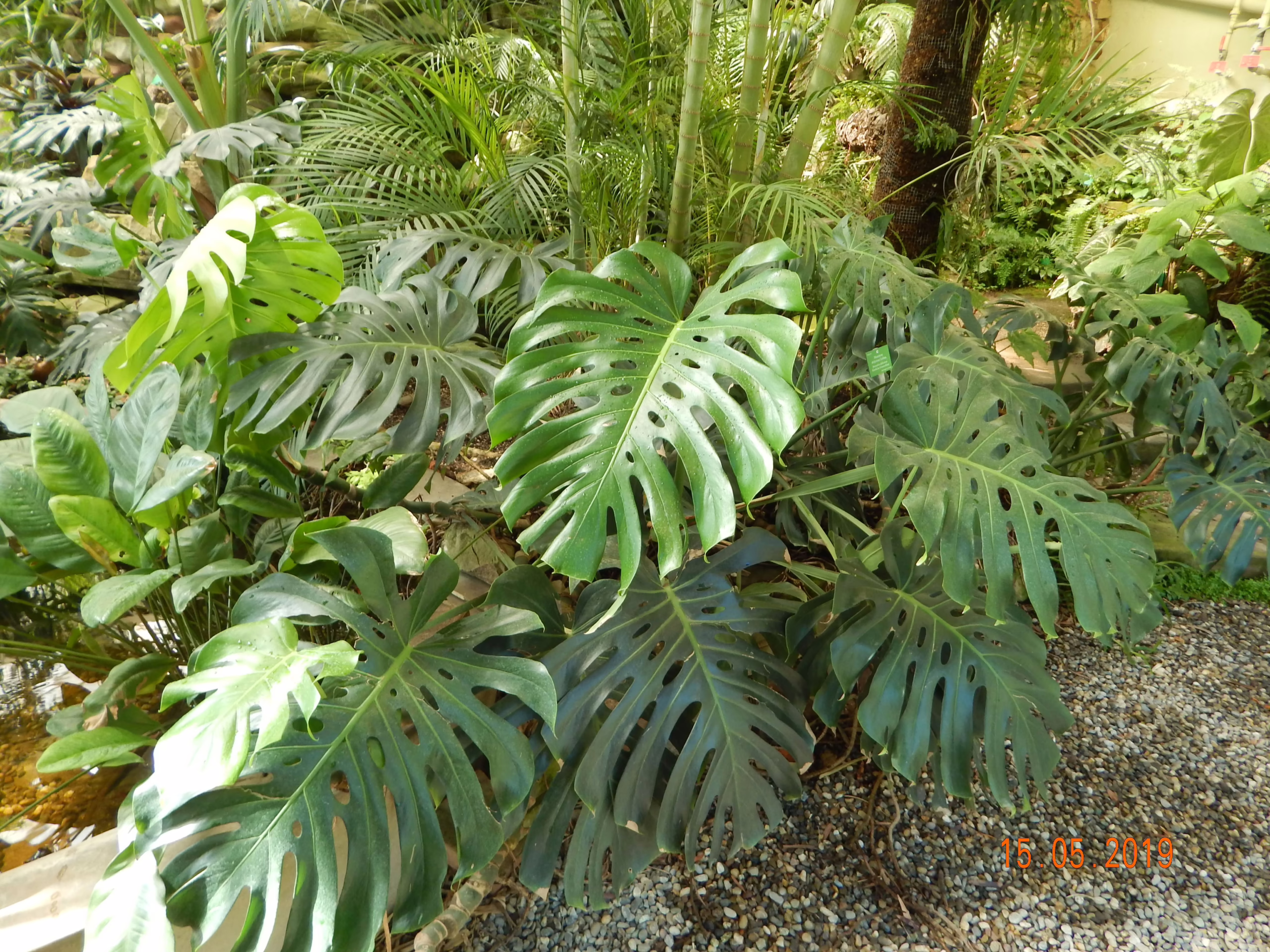 Lush Monstera deliciosa plants with iconic split leaves, thriving in a garden setting. A vibrant display of tropical foliage.
