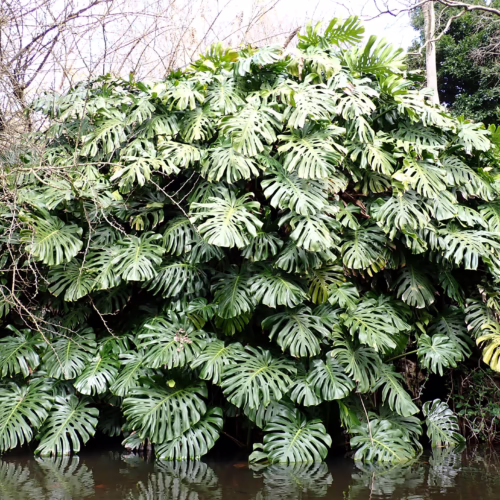 Lush Monstera plant growing wild by a pond. Large, split leaves cascade towards the water in a dense, tropical display, with bare branches of trees visible in the background.