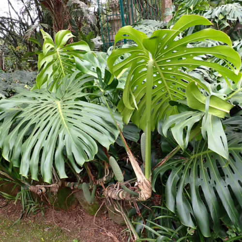 Lush Monstera plant with large, fenestrated leaves in a garden setting. The vibrant green foliage and unique leaf structure create a tropical feel.