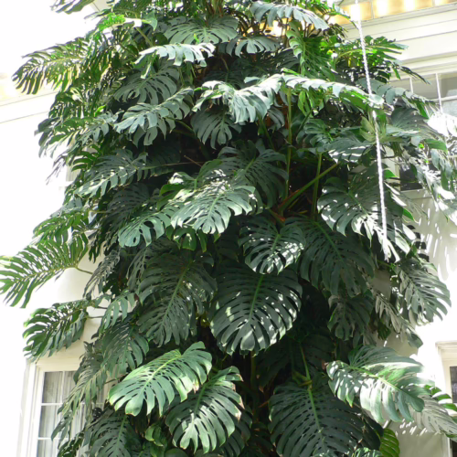 Lush Monstera plant climbing a white wall, its large, split leaves creating a striking display of tropical greenery indoors.