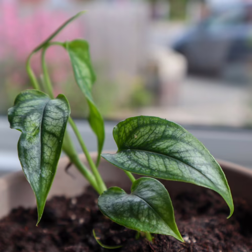 Potted plant with green, heart-shaped leaves displaying intricate vein patterns, set against a blurred window background