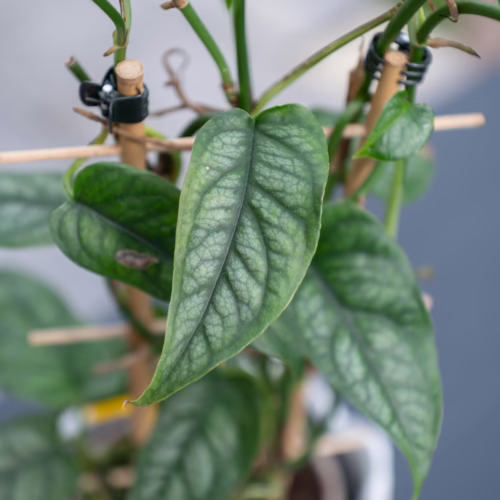 Monstera siltepecana, a rare indoor climbing plant, showcasing its distinctive silvery-green foliage on a support.