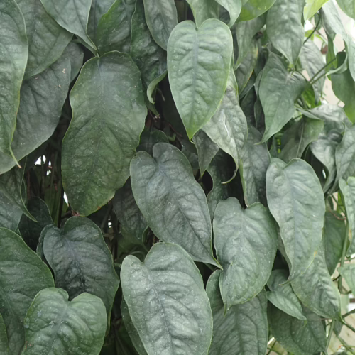 Lush green heart-leaf plant cascading down a wall, creating a vibrant, natural texture.