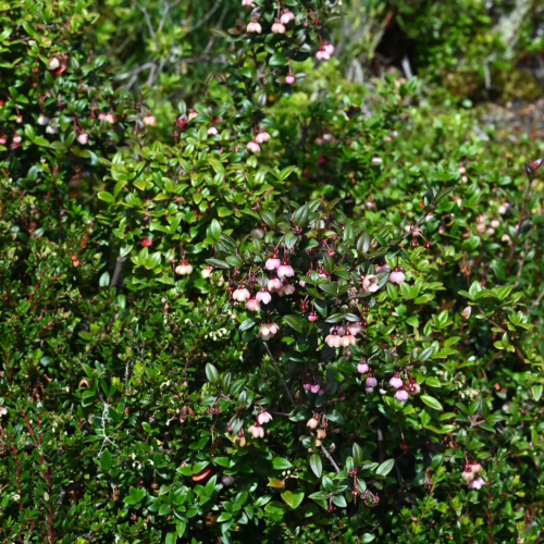 Dense green shrub with small, shiny leaves and delicate, bell-shaped pink flowers.
