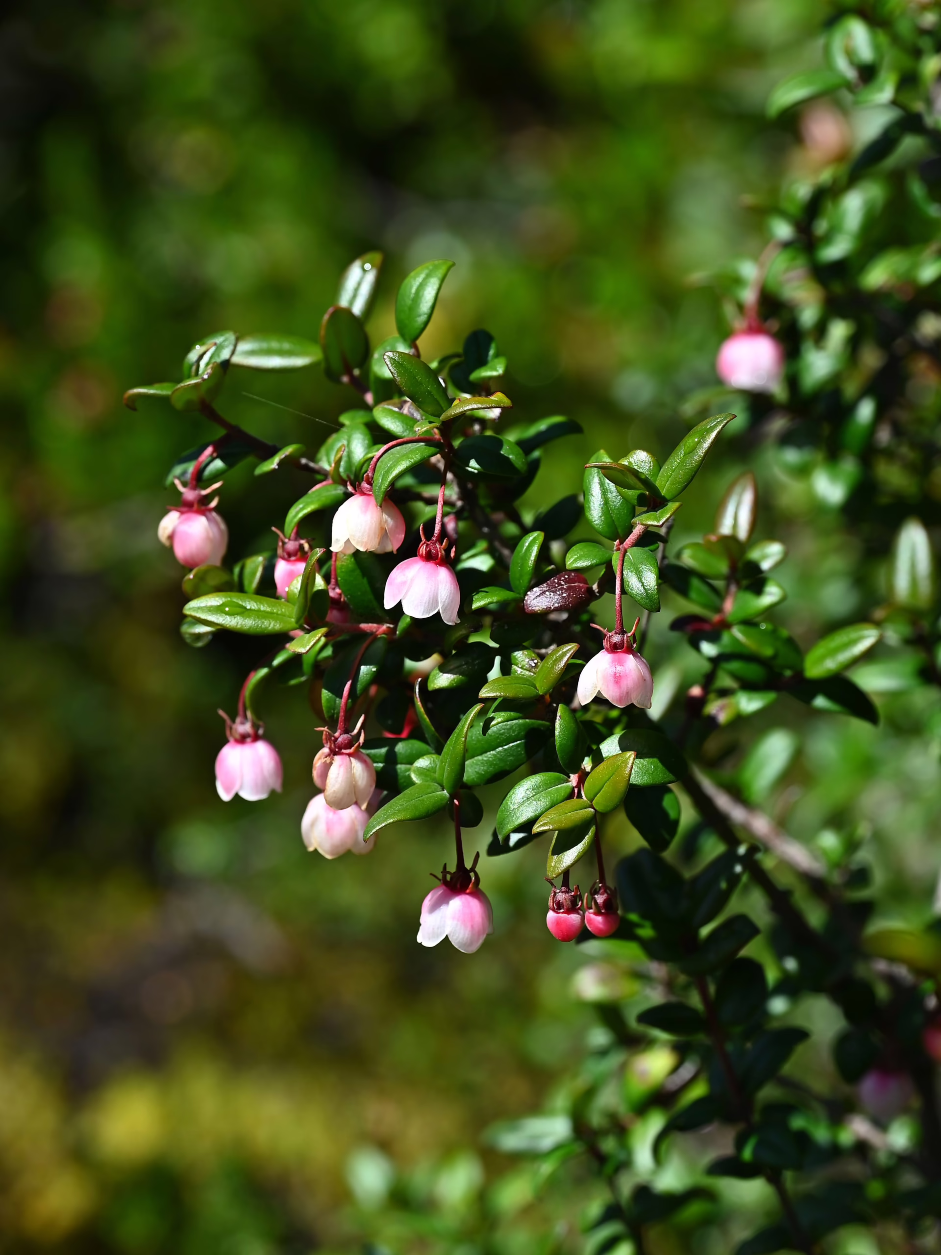 Delicate pink and white bell-shaped flowers bloom amidst glossy green leaves on a slender branch.