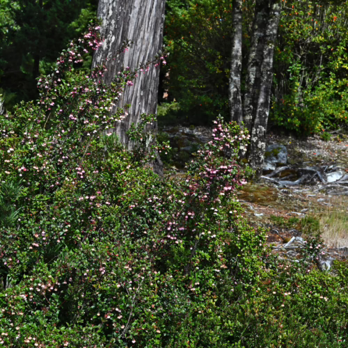 Bush covered in tiny pink and white flowers, nestled in a forest with birch trees.