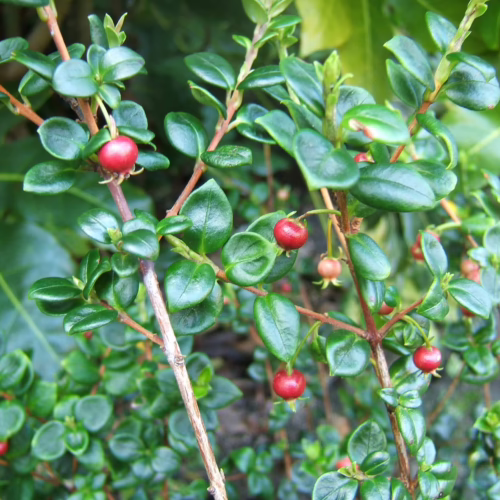 Shrub with glossy green leaves and small, round, vibrant red berries on slender brown stems.