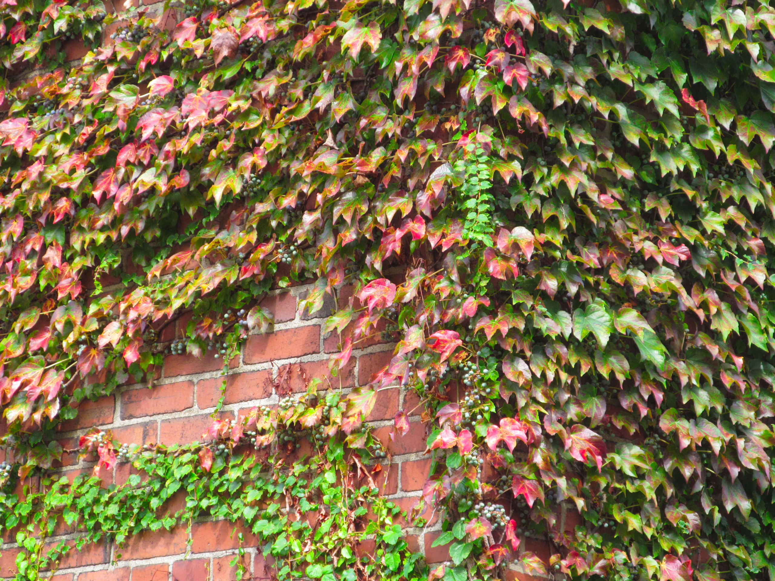 Brick wall densely covered in ivy, with leaves transitioning from green to vibrant shades of red and pink