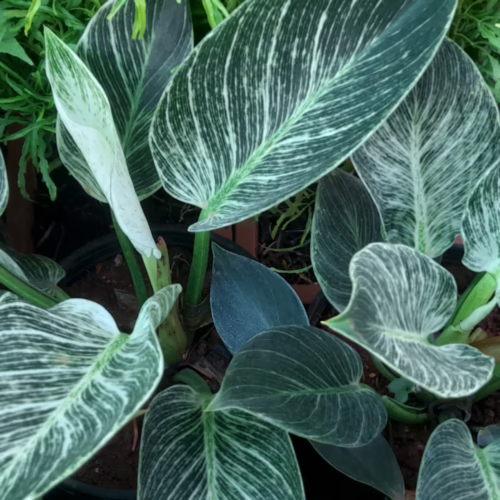 Lush Philodendron Birkin plants with striking variegated leaves in shades of green and white, creating a vibrant, textured display.