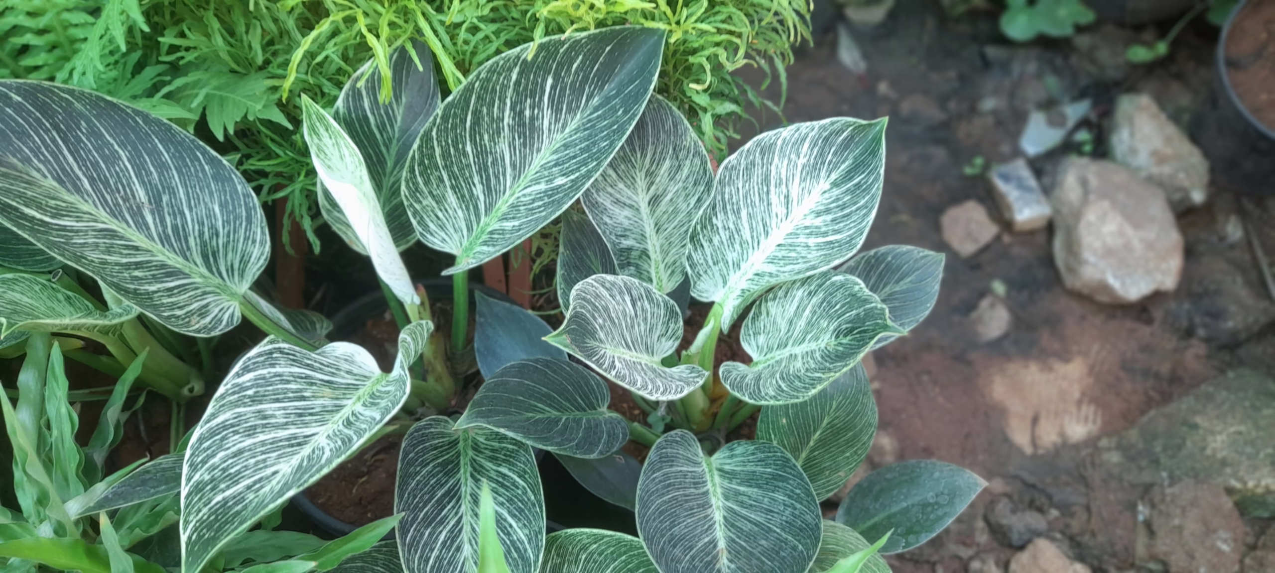 Philodendron 'Birkin' plant with striking, striped green and white foliage, a beautiful indoor plant.