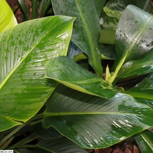 Lush tropical plant with large, glossy green foliage. Ideal indoor plant with vibrant green leaves, some glistening with water droplets.