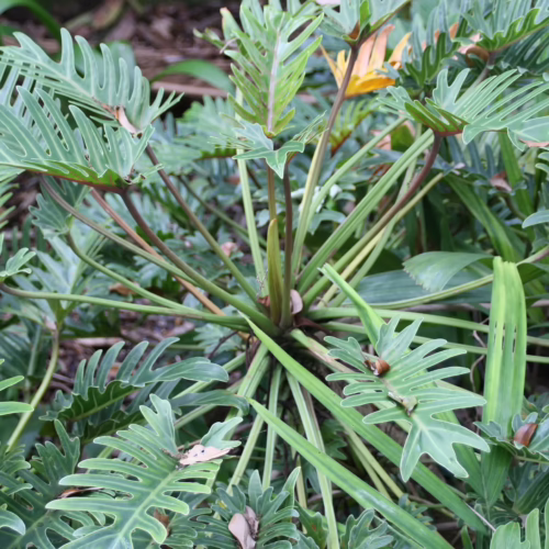 Lush Philodendron Xanadu plant with deeply lobed, glossy green leaves radiating from its center, creating a tropical and vibrant display.