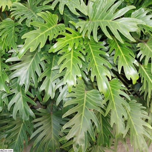 Lush green foliage of a Split-Leaf Philodendron, showcasing its deeply lobed leaves and vibrant color. A tropical plant known for its distinctive foliage, adding a touch of nature to any indoor space.