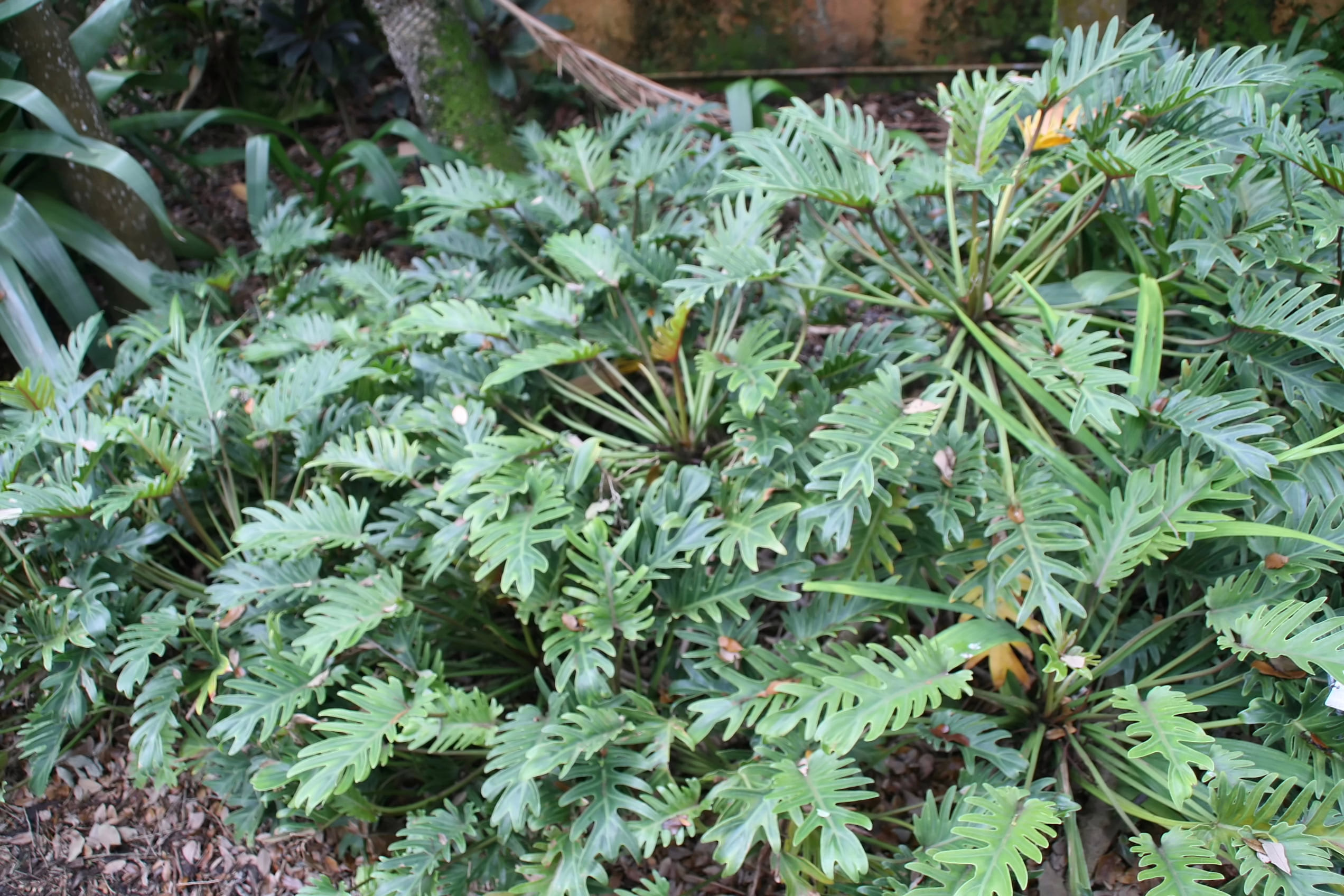 Lush green Philodendron ‘Xanadu’ plants with deeply lobed leaves, creating a tropical garden feel.
