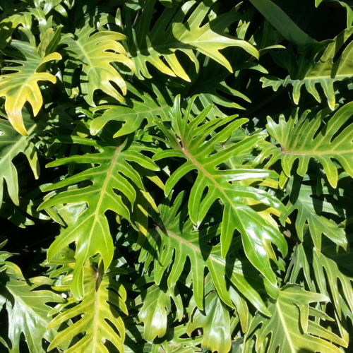 Lush, vibrant green leaves of a Philodendron selloum plant, showcasing its unique, deeply lobed foliage in a sun-drenched garden setting.