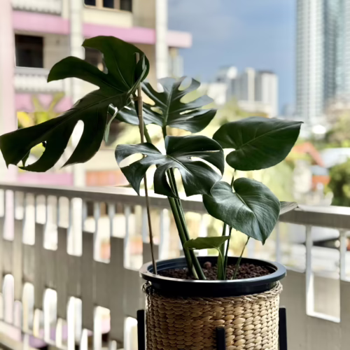 Lush Monstera houseplant in a natural woven basket planter, displayed on a sunny balcony with a city view