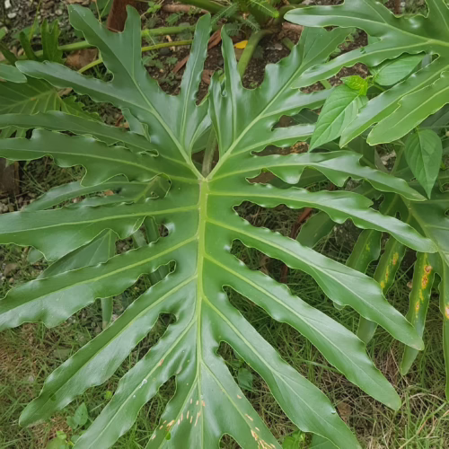 Large, glossy green leaf with deeply cut lobes, resembling a tropical fern or philodendron.