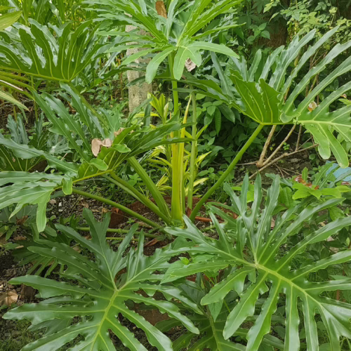 Mature split-leaf philodendron, a lush tropical plant with vibrant green foliage and deeply lobed leaves, thriving outdoors.