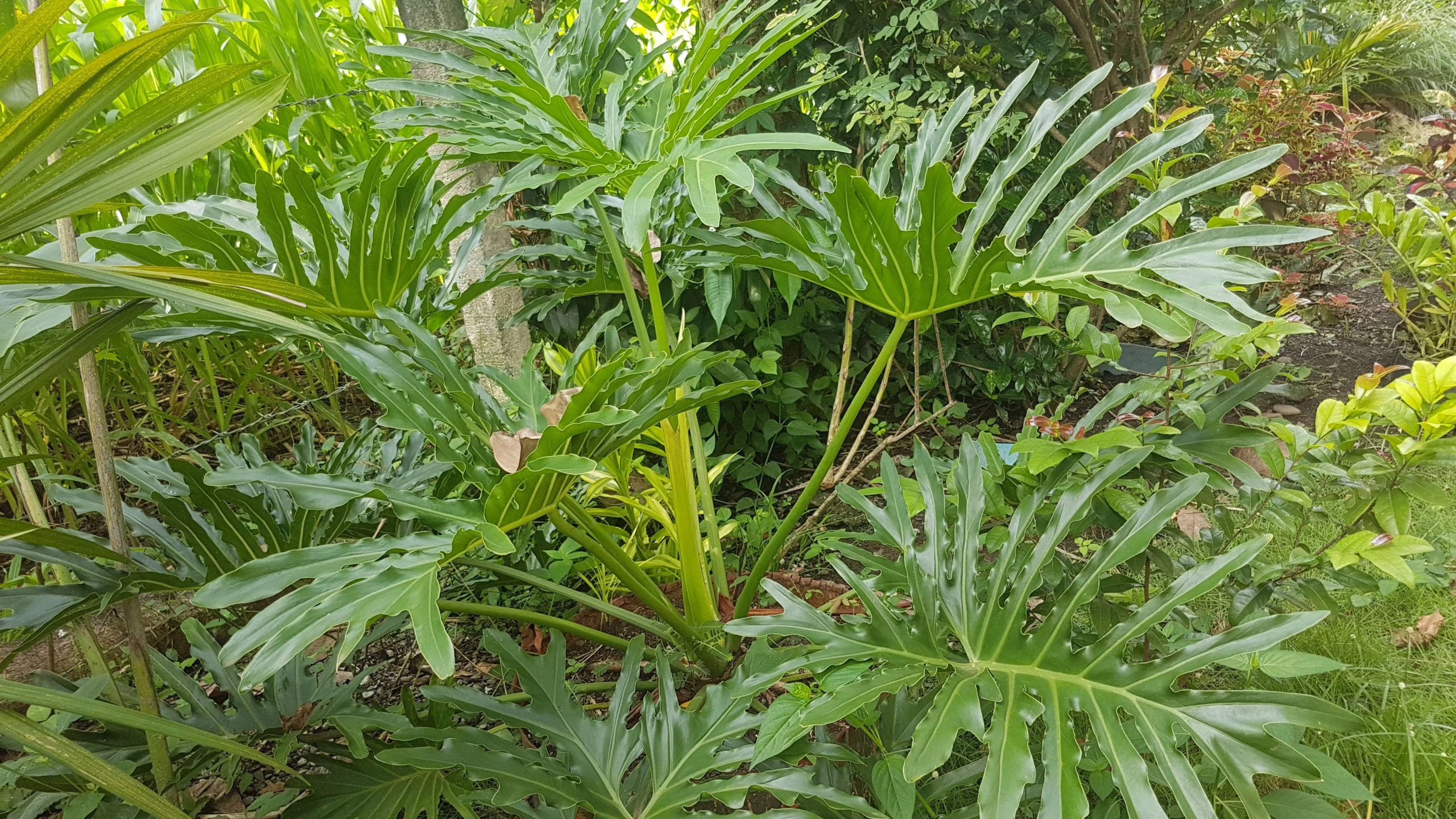Lush green Philodendron selloum, a tropical statement plant with deeply lobed leaves. Easy care, ideal for indoor gardens.