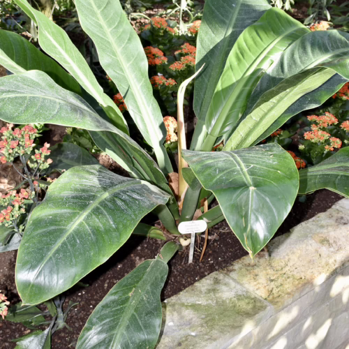 Large green plant with broad, textured leaves in a garden setting, showcasing its vibrant foliage.