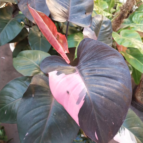 Philodendron Pink Princess plant: Dark green leaves with striking pink variegation and a vibrant, newly unfurled reddish leaf.