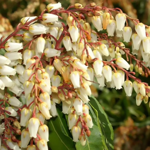 Pieris 'Mountain Fire' shrub with cascading clusters of bell-shaped, creamy white flowers and reddish stems