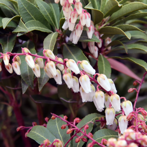 Pieris 'Mountain Fire' close-up: cascading white, bell-shaped flowers against glossy, dark green foliage.