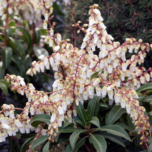 Pieris 'Mountain Fire' shrub with cascading clusters of creamy white, bell-shaped flowers and glossy, dark green leaves.