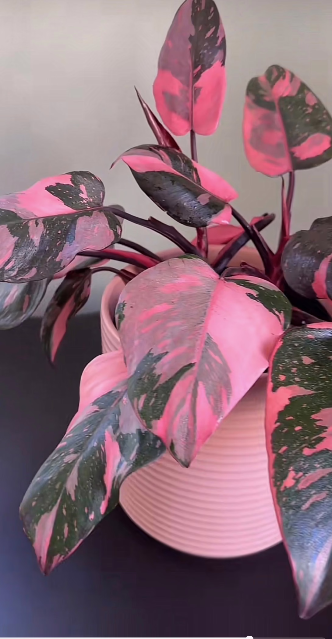Philodendron Pink Princess in a pink pot. Variegated leaves feature striking pink and dark green patterns.