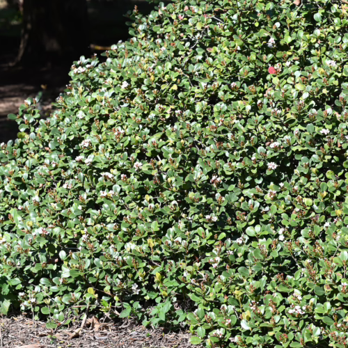 Bush with small, rounded green leaves and tiny white flowers, creating a dense, textured appearance