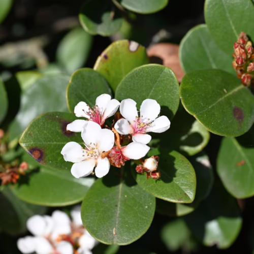 Shrub with round green leaves and clusters of tiny white flowers with reddish-pink centers. Flower buds are also visible.