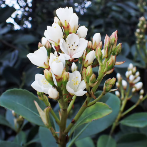 Cluster of white flowers blooming with green buds on a glossy-leaved branch