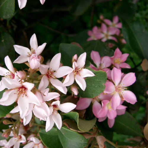 Rhaphiolepis umbellata: A cluster of delicate white and pink flowers surrounded by glossy, dark green leaves.