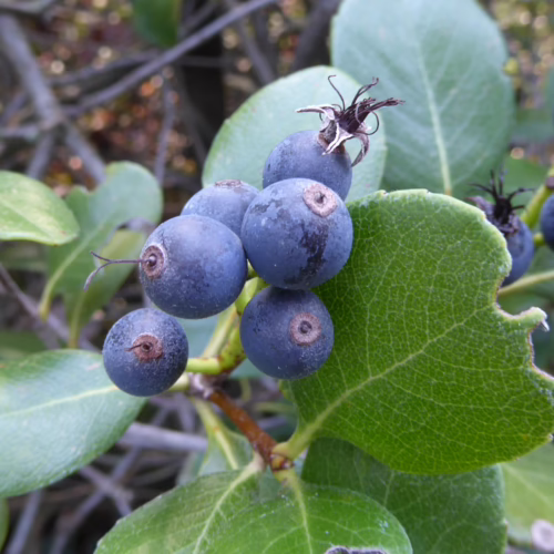 Rhaphiolepis umbellata berries: a close-up of dark blue fruit clustered with green leaves, showcasing its natural beauty.