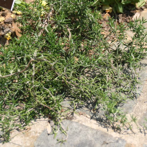 Rosmarinus ‘Lockwood de Forest’ rosemary plant with dense, needle-like green foliage spilling over a stone pathway in a garden setting.