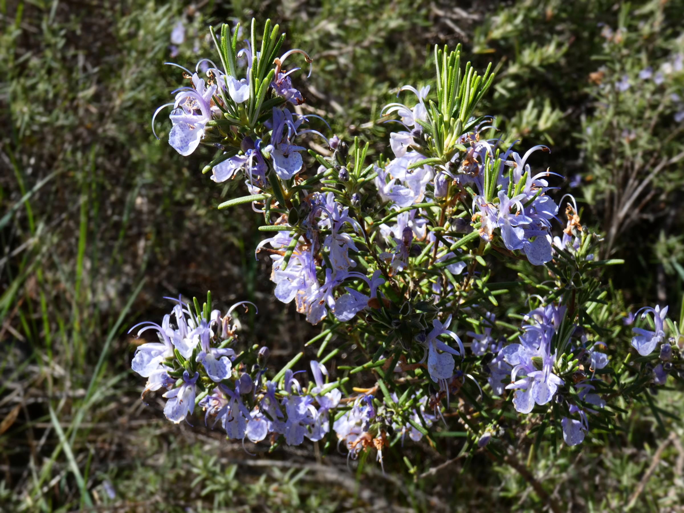Rosmarinus prostratus, a low-growing shrub with delicate blue-purple flowers and fragrant, needle-like green leaves, ideal for culinary use and landscaping.
