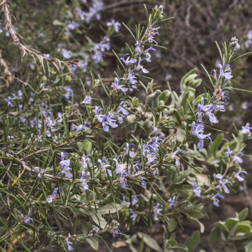 Rosmarinus prostratus plant with delicate blue-purple flowers and needle-like green leaves, ideal for culinary and aromatic uses.