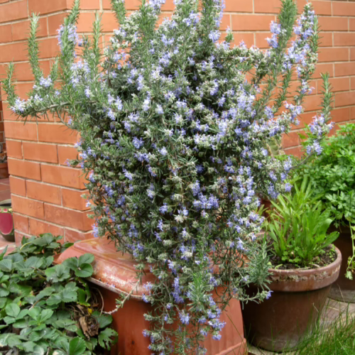 Flowering Rosmarinus prostratus plant in a terracotta pot, with delicate blue flowers and green foliage cascading over the sides, set against a brick wall.
