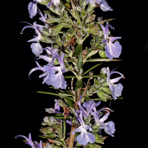 Rosmarinus prostratus sprig with delicate purple-blue flowers and needle-like green leaves against a dark background