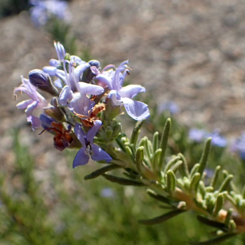 Salvia rosmarinus 'Tuscan Blue' rosemary plant with delicate light purple flowers and fragrant needle-like leaves, ideal for culinary and ornamental use
