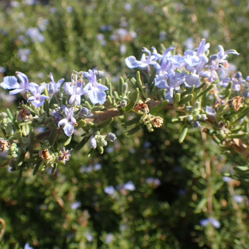 Salvia rosmarinus 'Tuscan Blue' rosemary plant with delicate pale blue flowers and fragrant needle-like leaves, perfect for culinary use or landscaping.