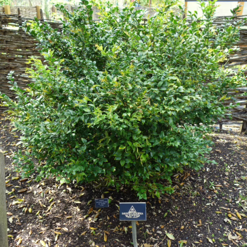Sarcococca ruscifolia, a dense evergreen shrub with glossy dark green leaves, thrives in dappled shade beside a rustic woven fence.