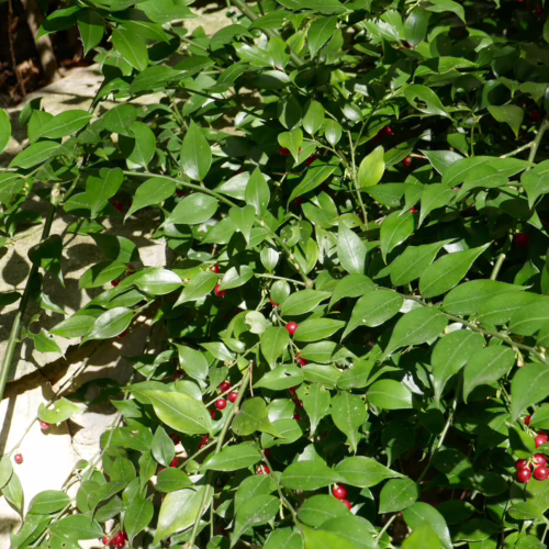 Sarcococca ruscifolia bush with glossy green leaves and small red berries, casting dappled shadows on a textured stone wall.