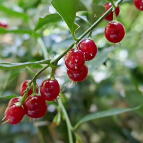 Sarcococca ruscifolia branches with clusters of small, bright red berries and green leaves, suggesting a decorative or edible plant.