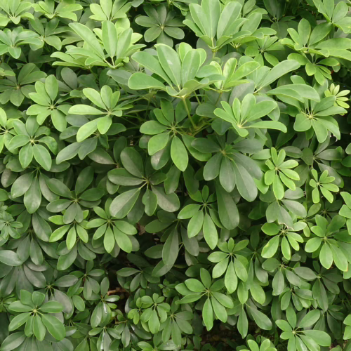 Dense, lush green foliage of a Schefflera arboricola, also known as an umbrella tree, creating a vibrant, natural wall of leaves