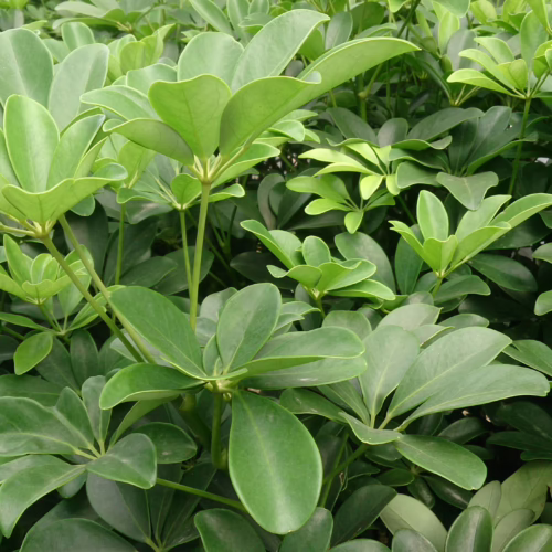 Lush green umbrella tree (Schefflera arboricola) leaves, creating a dense, vibrant backdrop perfect for indoor plant enthusiasts and home decor.