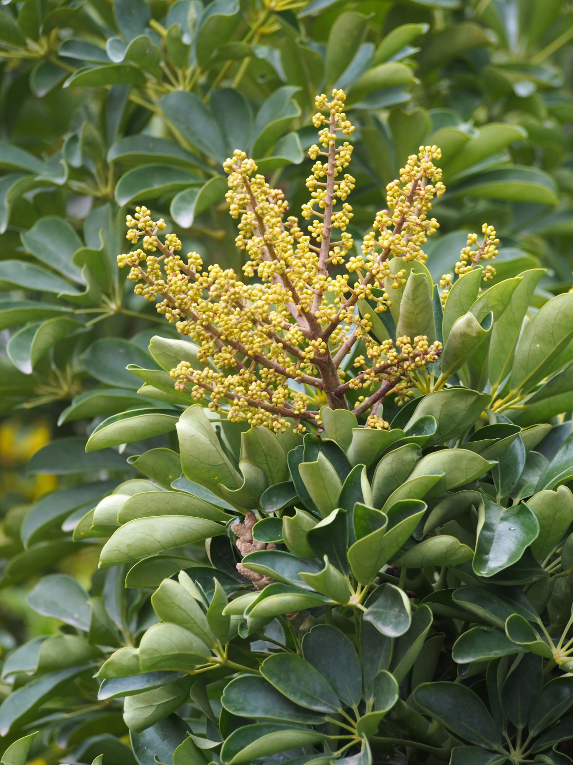 Schefflera arboricola 'Amate' plant with clusters of small yellow flowers and glossy green compound leaves, an attractive indoor or outdoor ornamental