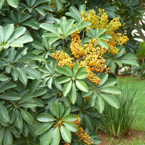 Schefflera arboricola plant with glossy green palmate leaves and clusters of bright yellow-orange berries, thriving in a garden setting.