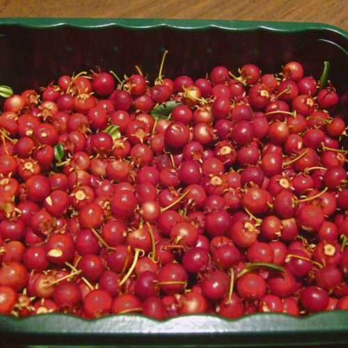 Freshly picked red berries filling a green tray, some with stems, perfect for jams, pies, or snacking